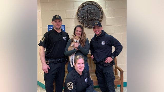 SPCA recovers stolen Shiba Inu puppy from home in Olney