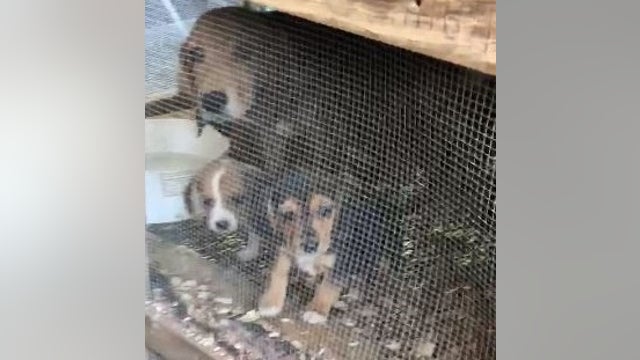 11 beagles rescued from unsafe conditions, frigid temperatures in North Philadelphia