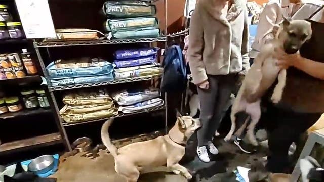Video: Shocking case of animal abuse at local rescue known as LA's 'first humane pet shop'