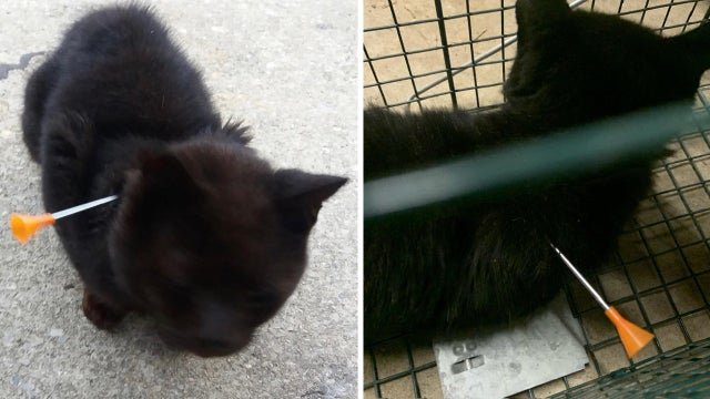 Cat recovering after being shot with blow dart, BB gun in Cumberland County