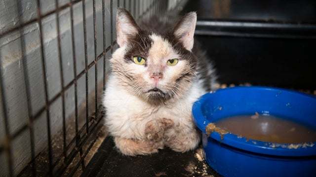 Officials: 200 animals rescued from deplorable conditions at Pa. home, abandoned church