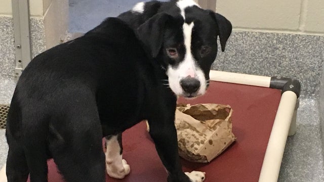 Delaware County animal shelter hosts Thanksgiving dinner for homeless pups