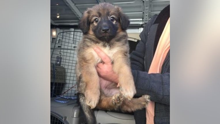 Voorhees Animal Orphanage puppy stolen