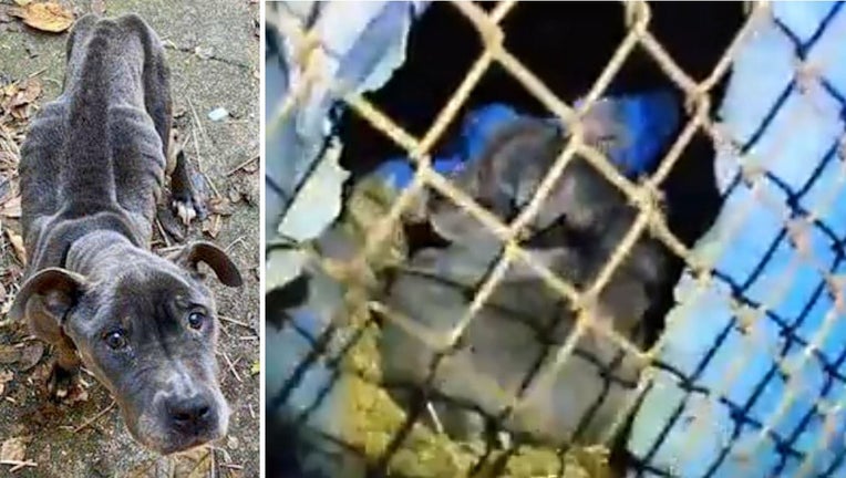 Providence Animal Center dog rescue