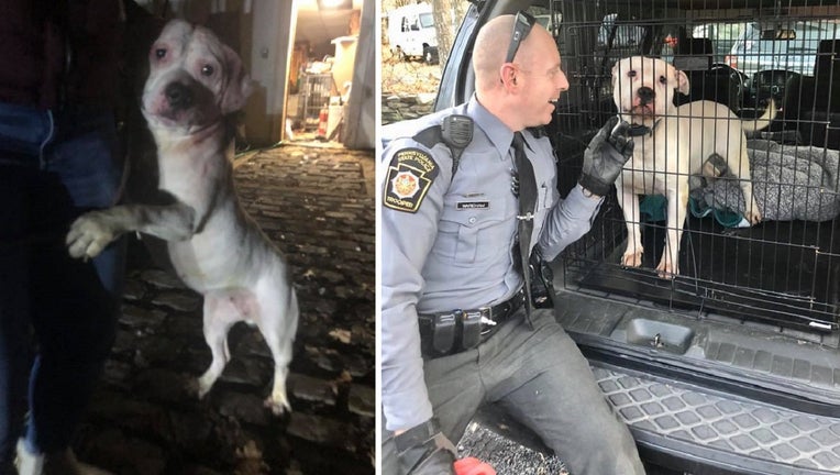 5 dogs rescued from feces-filled basement in Pa. 5 dogs rescued from feces-filled basement in Pa.