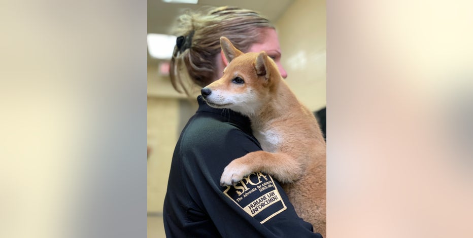 Shiba inu police store dog