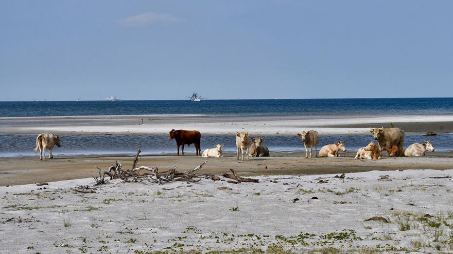 Cedar-Island-Cows-1.jpg