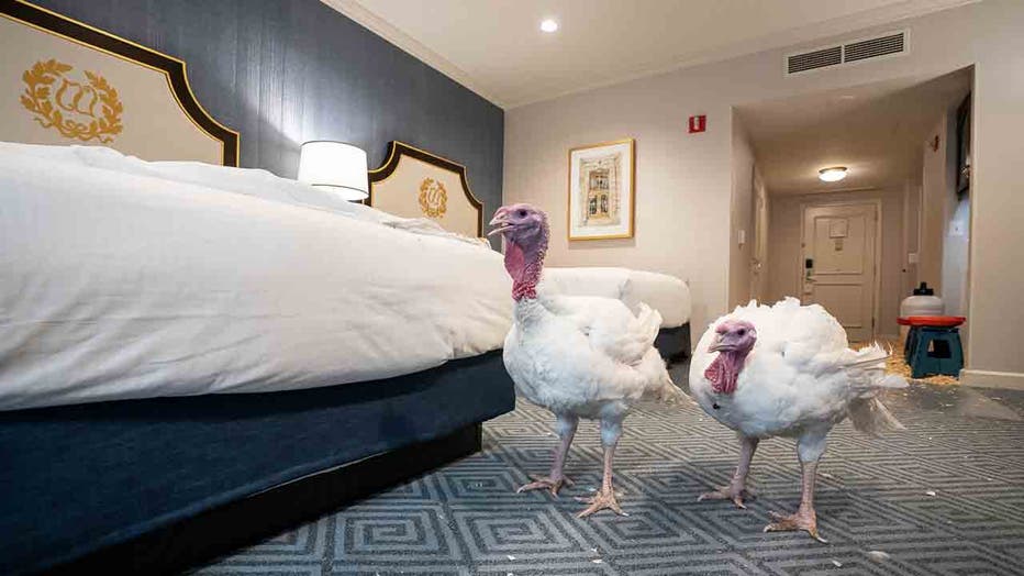 FLICKR_PresidentalTurkeys3.jpg