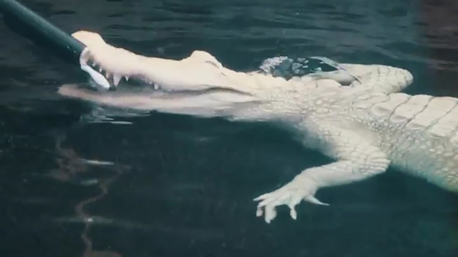 albino-alligator-nc-aquarium-1.jpg