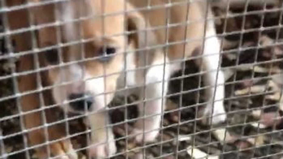 PSPCA beagles rescued
