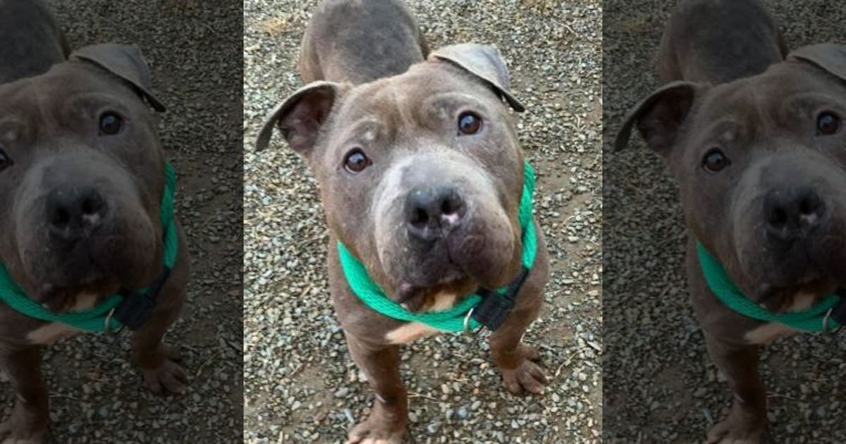 ACCT_philly_max_dog_missing-1.