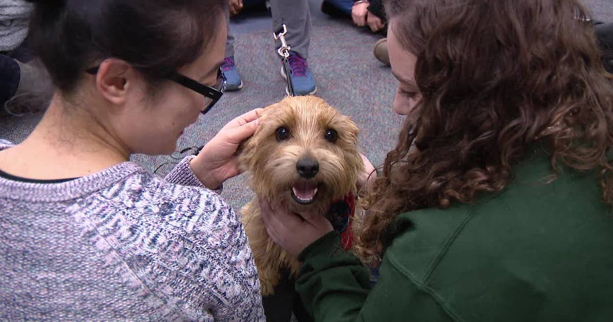 Therapy dog visits West Chester University to help relieve stress ...