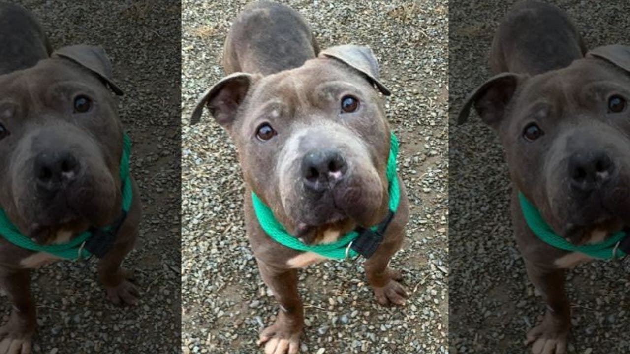 Dog 'Max' missing from ACCT found safe | FOX 29 Philadelphia