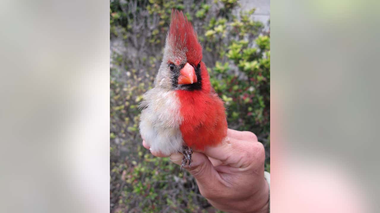 Northern cardinal is a popular bird in northern New Jersey. Male