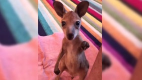 Orphaned baby kangaroo stands up by himself for the first time in precious video