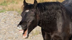 Amazing picture shows the moment a horse looks like it's hysterically laughing