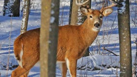 Pennsylvania game commission investigates video showing injured deer being abused