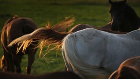 6 more horses found shot to death in Kentucky, bringing total to 21