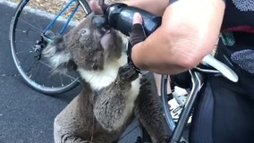 Cyclist gives thirsty koala a drink during severe heatwave in Australia