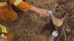 Thirsty koala bottle-fed by firefighter as Australian bushfires rage