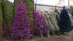 South Philly Christmas tree business still serving community after more than 40 years