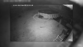 Police release footage of new bear sighting in Springfield Township