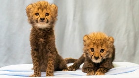 Busch Gardens welcomes 2 new cheetah cubs