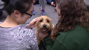 Therapy dog visits West Chester University to help relieve stress during finals week