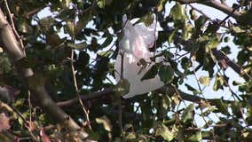 Philadelphia city council passes bill banning single-use plastic bags