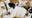 Brandywine Valley SPCA seeks families for shelter pet holiday sleepovers