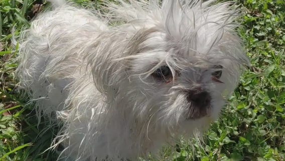 Cloned puppy found safe in neighbor's vacant home after 6 days