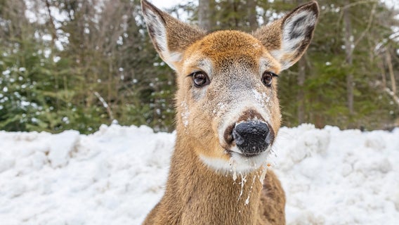 Pa. Game Commission: Investigation into 'reprehensible' video of teens abusing deer nearly complete