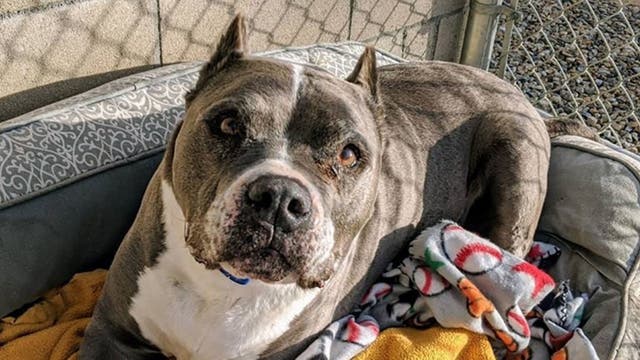 California dog at shelter for over 5 years adopted in time for Christmas