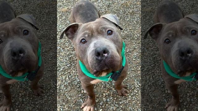 Dog 'Max' missing from ACCT found safe