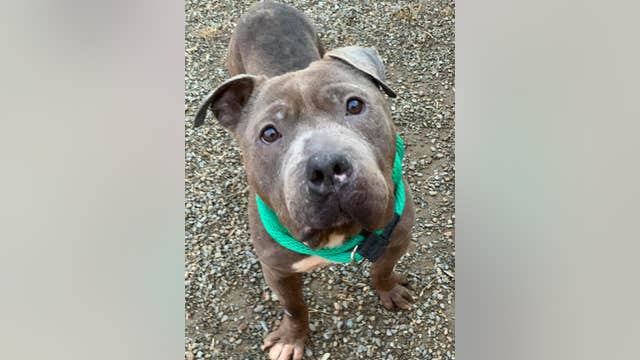 Dog 'Max' missing from ACCT Philly; $4K reward offered