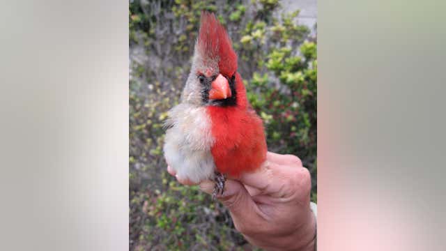 Cardinal with rare abnormality discovered in central Texas