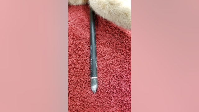 Cat dies after being found shot with arrow in West Philadelphia; suspect sought