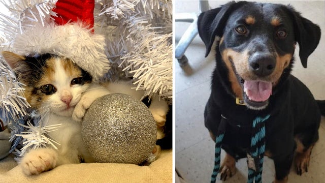 Home for the Holidays: PSPCA offering special adoption deals for shelter pets