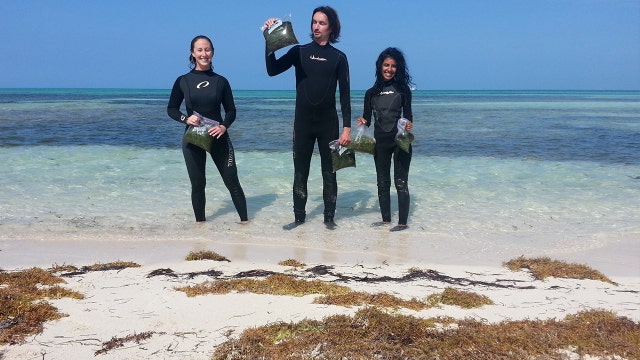 Eating seaweed could prevent colon cancer, inflammation of digestive tract, study suggests