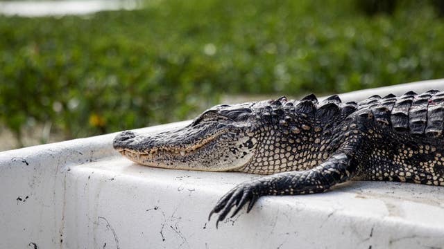 Judge blocks California’s alligator ban after Louisiana sues