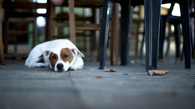 Proposal would allow dogs onto Delaware restaurant patios, decks