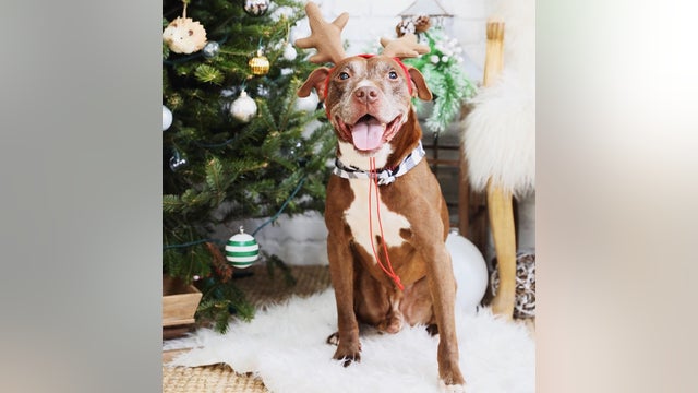 Dog found abandoned, tied to rail in South Philadelphia seeks forever home