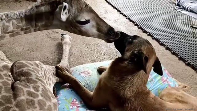 Abandoned baby giraffe befriended by dog in Africa dies