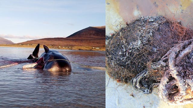 Sperm whale found dead with 220 pound ‘ball’ of trash in stomach