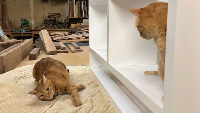 ACCT Philly offering alternative adoption program for 'working cats'