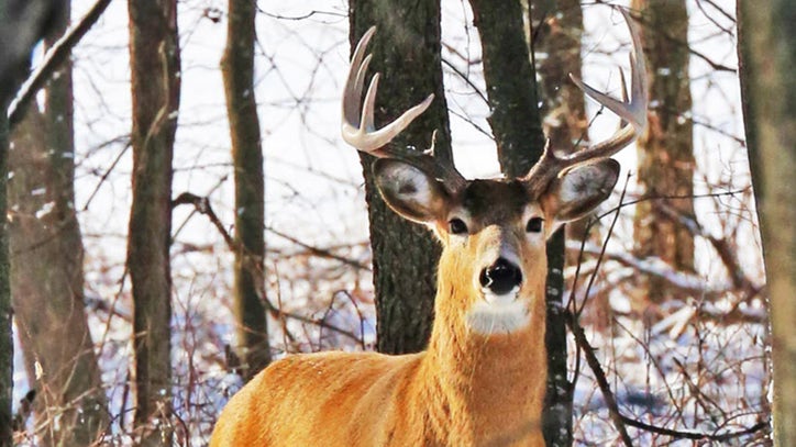 2 teens charged with felony animal cruelty in connection with viral ...