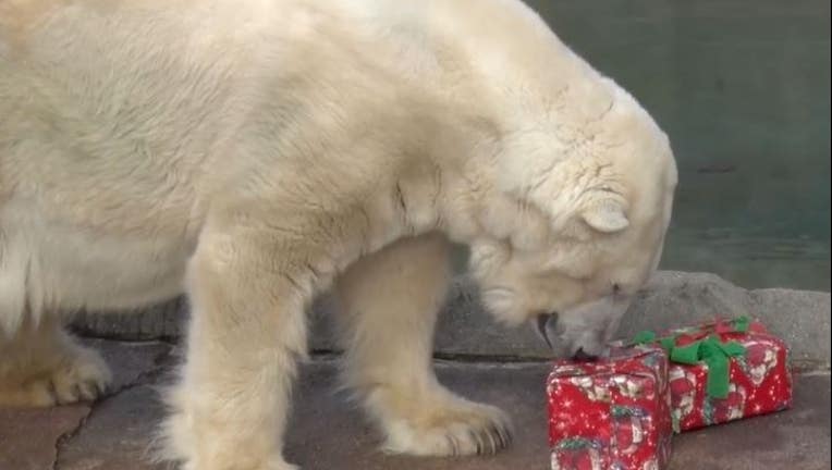 80ae44c8-The Milwaukee County Zoo posted the video of Snow Lilly struggling to open her Christmas presents.