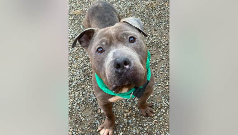 ACCT Philly dog 'Max' missing from shelter