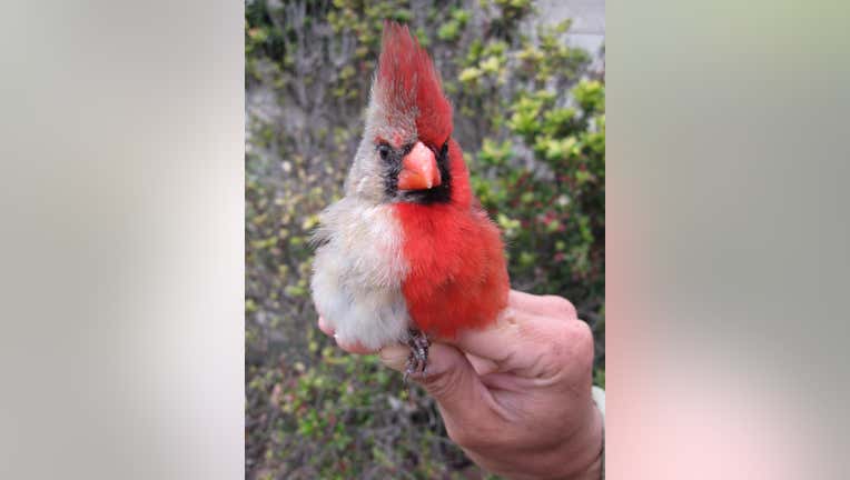 Photos: Inland Bird banding Association, researchers from central Texas
