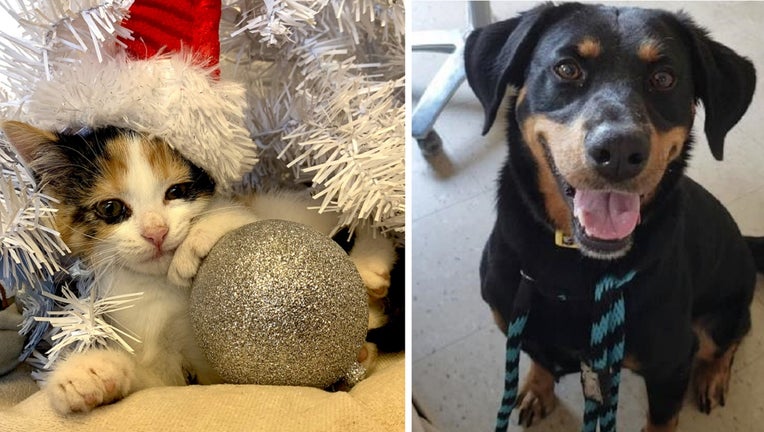 Pennsylvania SPCA